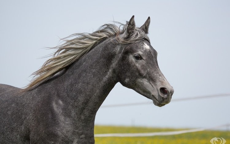 лошадь, серый, конь, грива, (с) oliverseitz, horse, grey, mane, (c) oliverseitz