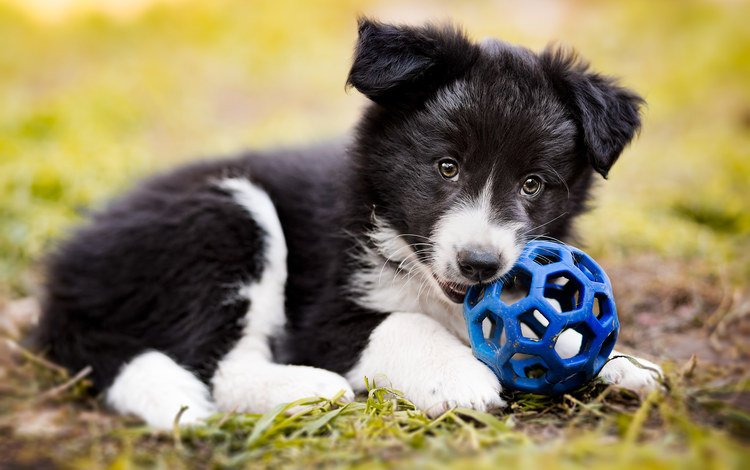 трава, собака, щенок, мяч, бордер-колли, grass, dog, puppy, the ball, the border collie