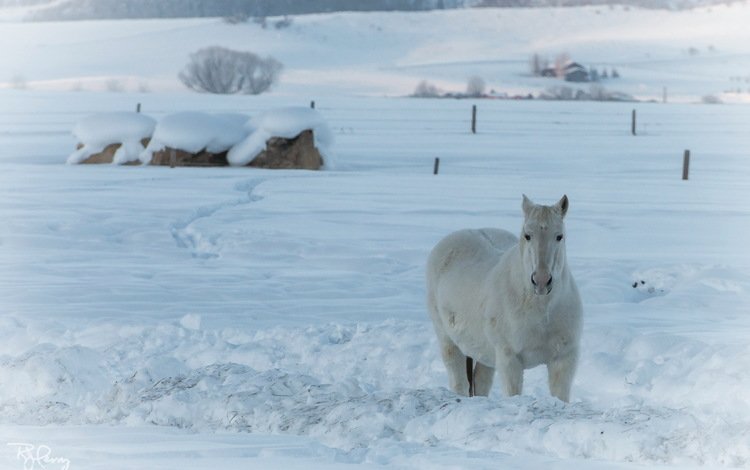 лошадь, снег, природа, зима, конь, horse, snow, nature, winter