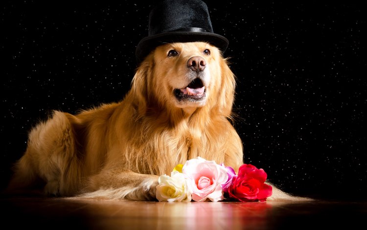 розы, роз, взгляд, собака, черный фон, песики, шляпа, ретривер, золотистый ретривер, roses, look, dog, black background, dogs, hat, retriever, golden retriever