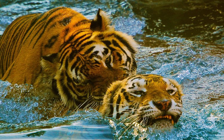 тигр, вода, игра, пара, зоопарк, tiger, water, the game, pair, zoo