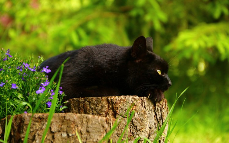 цветы, растения, кот, кошка, лежит, пень, черный кот, flowers, plants, cat, lies, stump, black cat