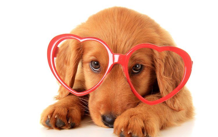 взгляд, очки, собака, щенок, бокалы, песики, ретривер, золотистый ретривер, look, glasses, dog, puppy, dogs, retriever, golden retriever