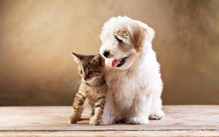 кот, кошка, котенок, собака, друзья, котёнка, милые, болонка, cобака, cat, kitty, dog, friends, kitten, cute, lapdog