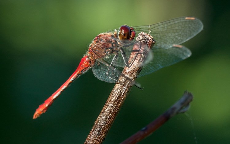 глаза, макро, насекомое, крылья, стрекоза, eyes, macro, insect, wings, dragonfly
