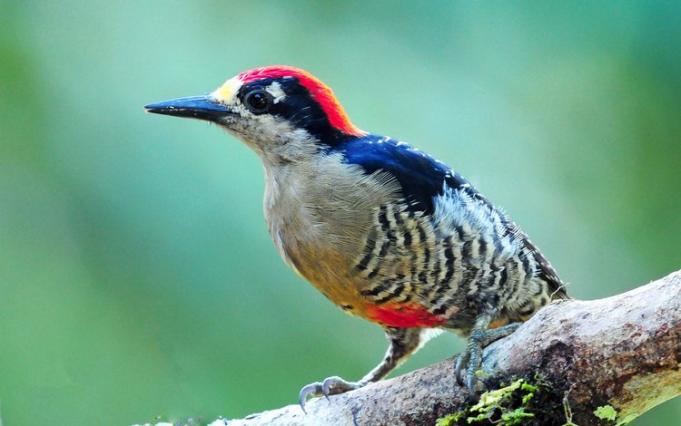 ветка, цвет, птица, клюв, перья, дятел, branch, color, bird, beak, feathers, woodpecker