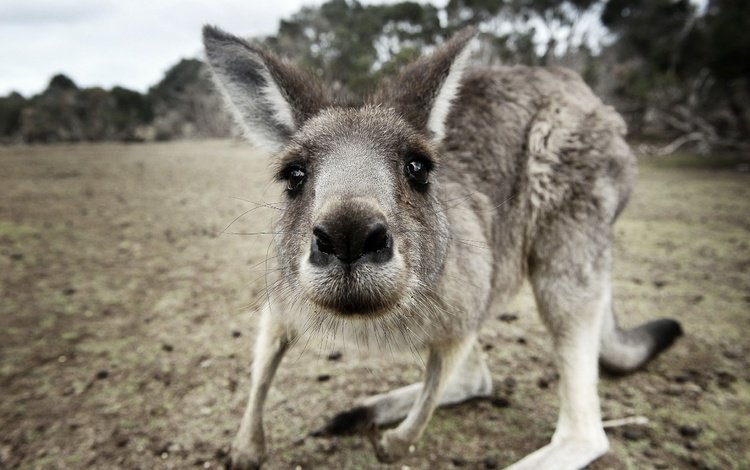морда, взгляд, животное, кенгуру, с серыми, кенгурёнок, face, look, animal, kangaroo, gray
