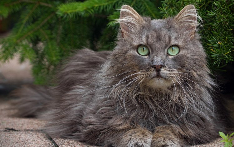 кот, мордочка, усы, кошка, взгляд, пушистый, зеленые глаза, cat, muzzle, mustache, look, fluffy, green eyes