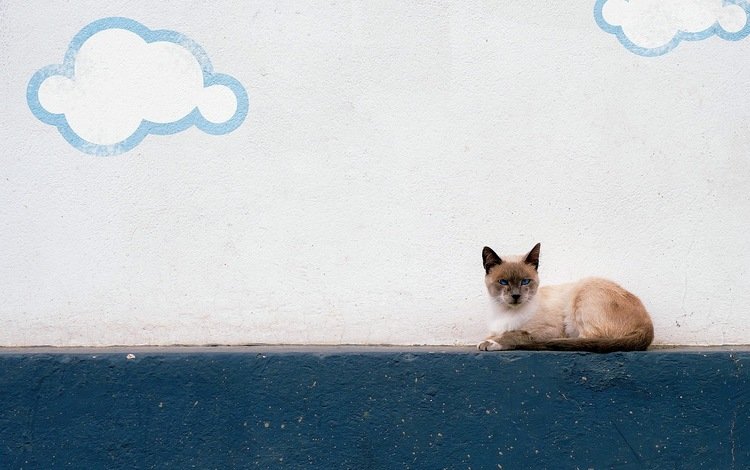 облака, фон, кошка, взгляд, стена, улица, clouds, background, cat, look, wall, street
