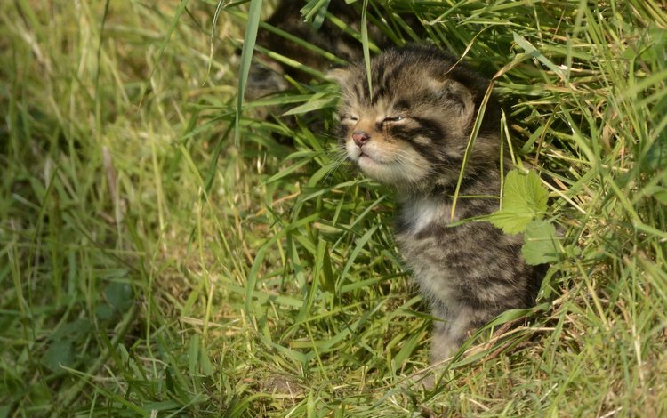 трава, кошка, котенок, лесная, дикая кошка, шотландская, grass, cat, kitty, forest, wild cat, scottish