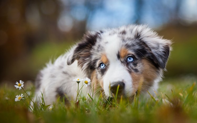 собака, поляна, щенок, ромашки, австралийская овчарка, аусси, голубоглазый, dog, glade, puppy, chamomile, australian shepherd, aussie, blue-eyed