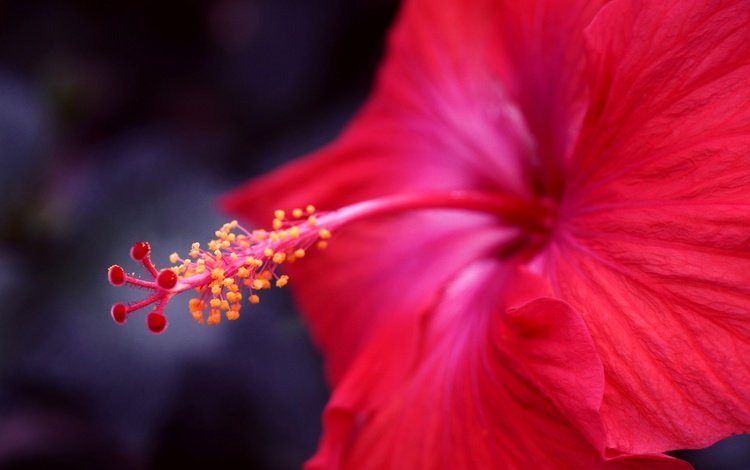 фокус камеры, макро, цветок, красный, гибискус, the focus of the camera, macro, flower, red, hibiscus