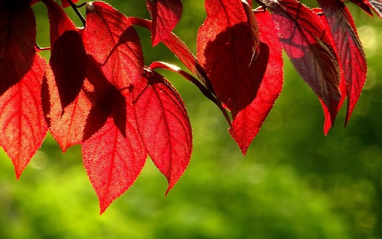листья, зелёный, фон, осень, красные, листик, leaves, green, background, autumn, red, leaf