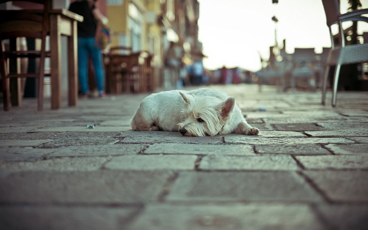 собака, одиночество, улица, dog, loneliness, street