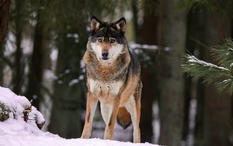 снег, природа, лес, волк, quiet-bliss, snow, nature, forest, wolf