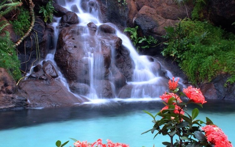 цветы, скалы, природа, зелень, водопад, красные, тропики, flowers, rocks, nature, greens, waterfall, red, tropics