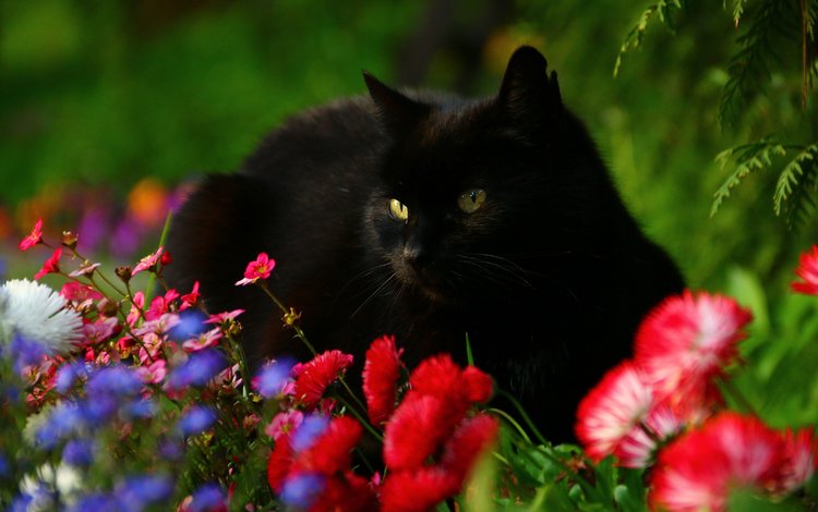 цветы, кот, мордочка, взгляд, черный кот, маргаритки, flowers, cat, muzzle, look, black cat, daisy