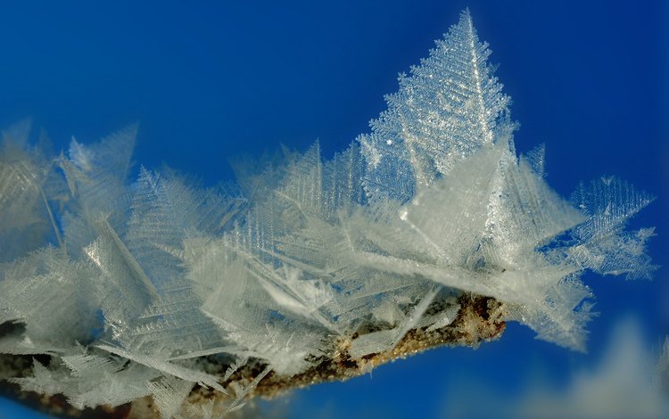 ветка, фон, иней, кристаллы, branch, background, frost, crystals