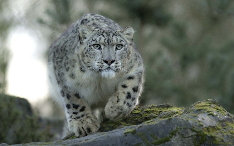 взгляд, хищник, снежный барс, ирбис, look, predator, snow leopard, irbis