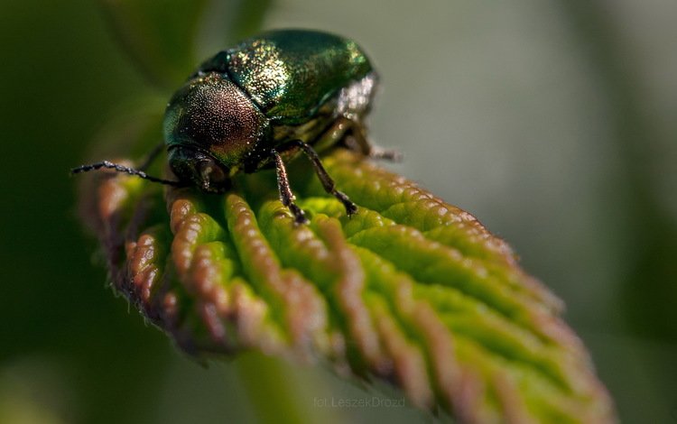 природа, листья, жук, макро, насекомое, боке, nature, leaves, beetle, macro, insect, bokeh