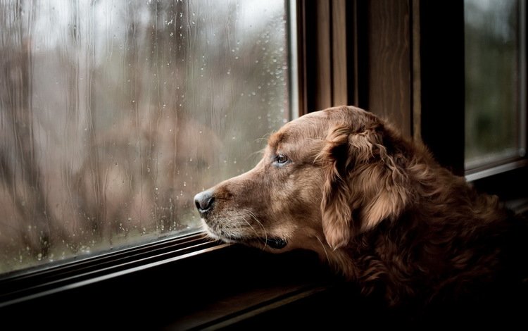 грусть, rainy days, tom landretti, взгляд, собака, дом, окно, друг, ожидание, золотистый ретривер, sadness, look, dog, house, window, each, waiting, golden retriever