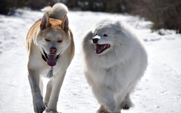 зима, прогулка, друзья, собаки, winter, walk, friends, dogs
