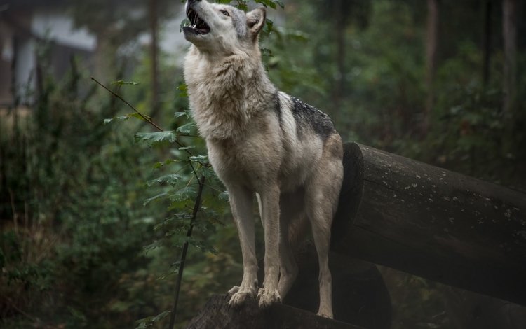природа, лес, волк, воет, fallen-cherubim, nature, forest, wolf, howling