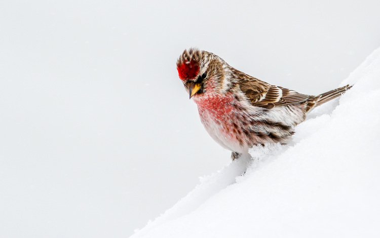 снег, птица, чечётка, snow, bird, tap dance