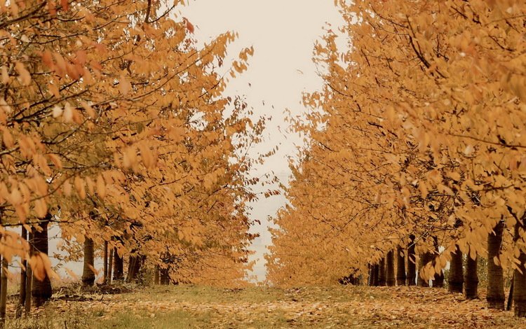 деревья, природа, осень, trees, nature, autumn