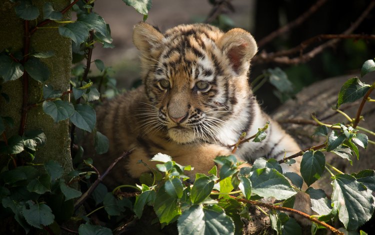 тигр, кошка, тигренок, детеныш, амурский тигр, tiger, cat, cub, the amur tiger