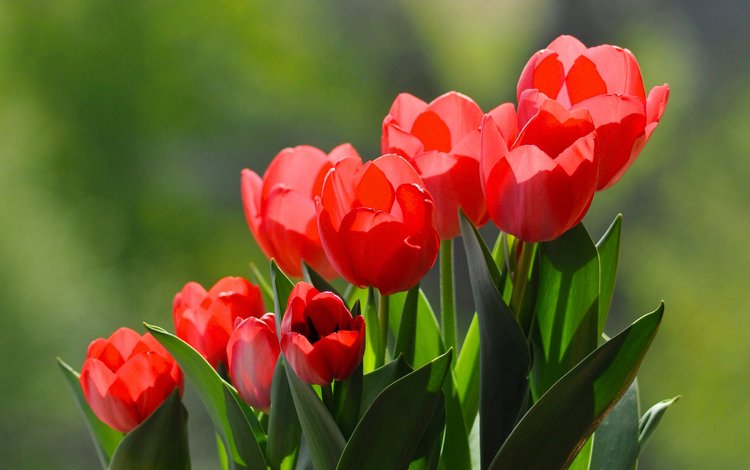 цветы, бутоны, красные, весна, тюльпаны, flowers, buds, red, spring, tulips