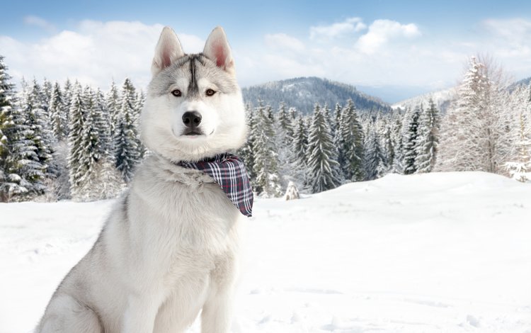 горы, лес, зима, собака, хаски, сибирский хаски, mountains, forest, winter, dog, husky, siberian husky