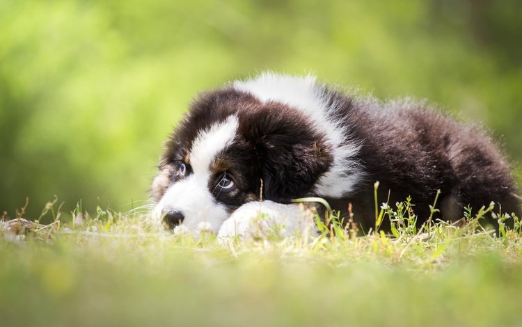 трава, собака, лежит, щенок, чёрно-белый, лужайка, бордер-колли, grass, dog, lies, puppy, black and white, lawn, the border collie
