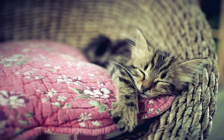 кошка, сон, котенок, дом, уют, cat, sleep, kitty, house, comfort