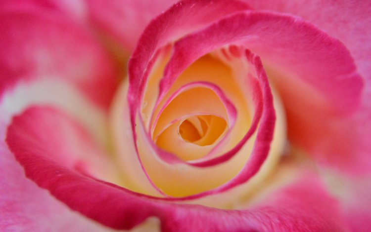 макро, цветок, роза, лепестки, бутон, крупным планом, macro, flower, rose, petals, bud, closeup
