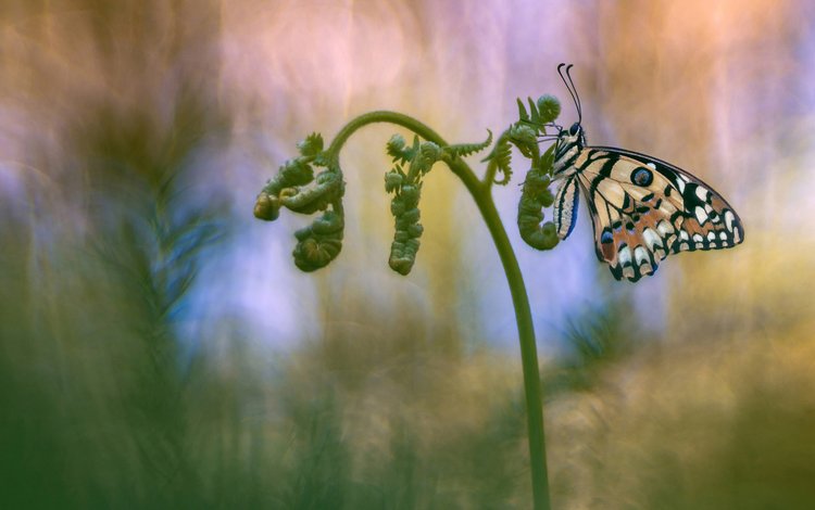 насекомое, фон, бабочка, папоротник, insect, background, butterfly, fern