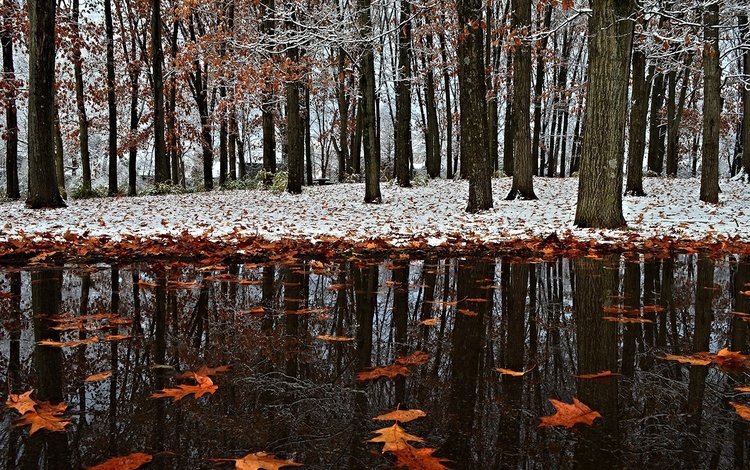 снег, листья, зима, отражение, парк, осень, первый снег, snow, leaves, winter, reflection, park, autumn, the first snow