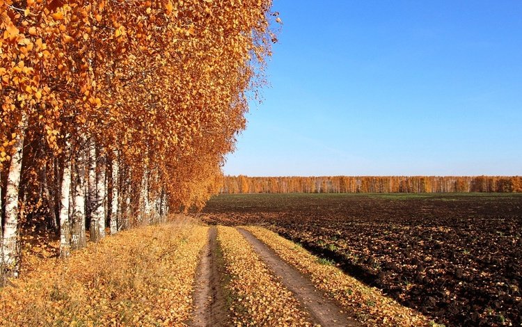 дорога, поле, березы, осень, проселочная дорога, road, field, birch, autumn, country road