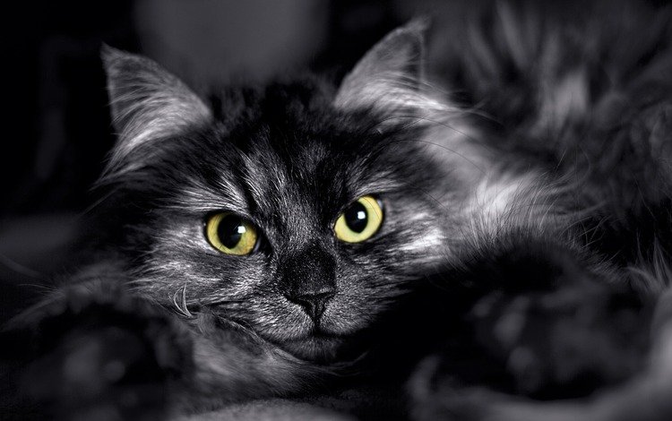 глаза, кот, кошка, взгляд, пушистый, eyes, cat, look, fluffy