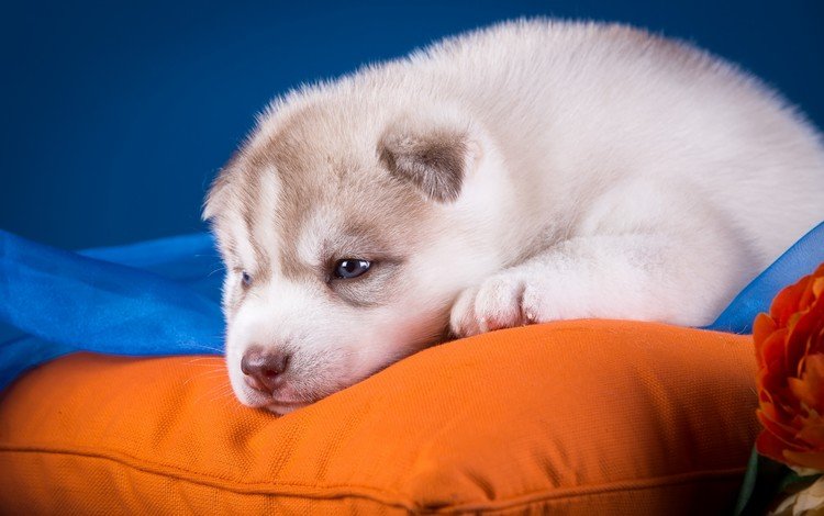 собака, щенок, хаски, подушка, голубоглазый, dog, puppy, husky, pillow, blue-eyed