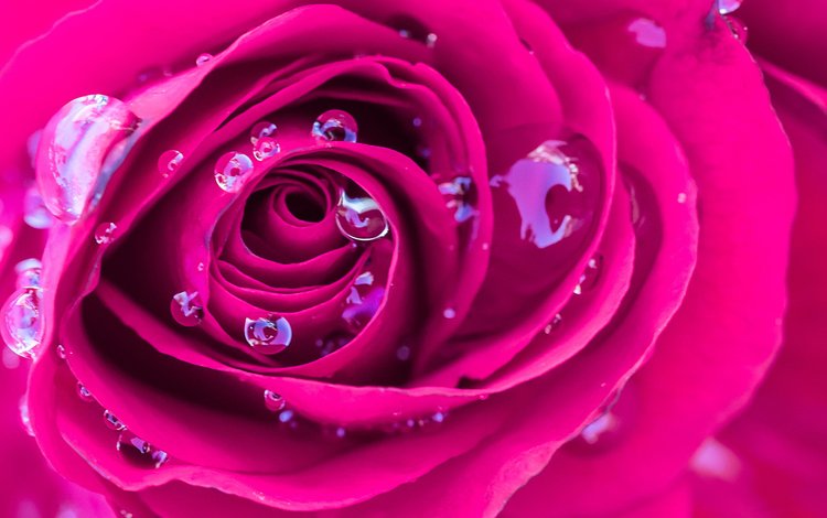 макро, роса, капли, роза, бутон, розовая, яркая, macro, rosa, drops, rose, bud, pink, bright
