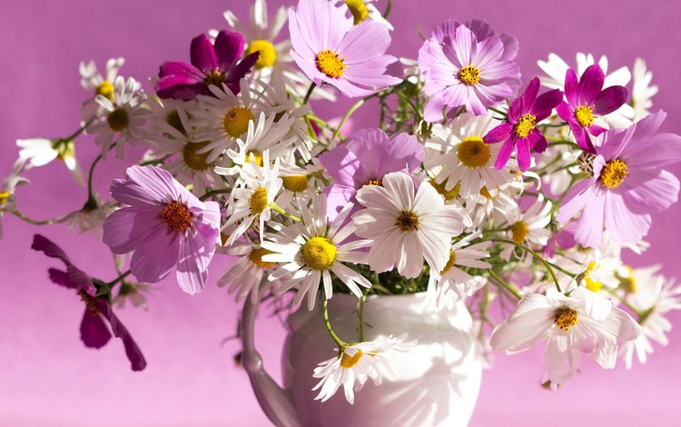 цветы, фон, ромашки, букет, ваза, космея, flowers, background, chamomile, bouquet, vase, kosmeya