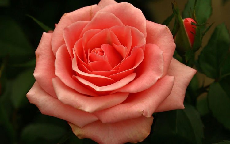 цветок, роза, лепестки, бутон, flower, rose, petals, bud