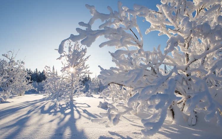 деревья, снег, зима, канада, какиса, северо-западные территории, trees, snow, winter, canada, kakisa, northwest territories