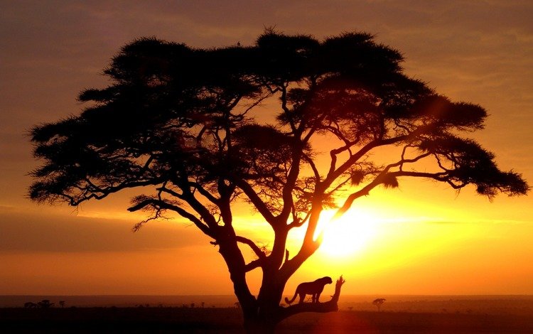 дерево, восход солнца, саванна, дикая кошка, tree, sunrise, savannah, wild cat