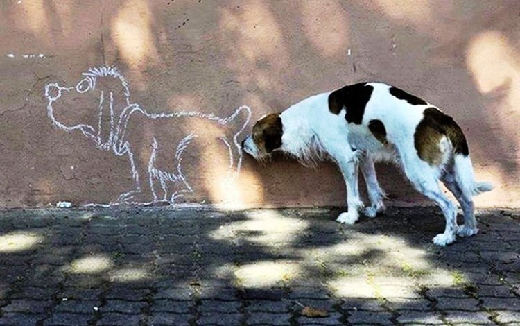 рисунок, ситуация, стена, собака, figure, the situation, wall, dog