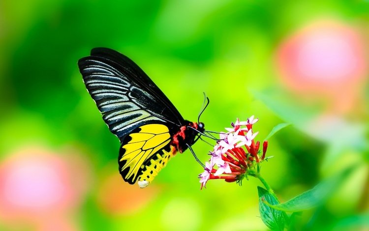 листья, макро, насекомое, цветок, бабочка, крылья, leaves, macro, insect, flower, butterfly, wings