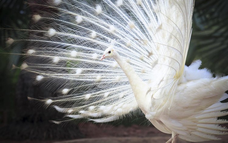 белый, птица, павлин, перья, хвост, индийский, white, bird, peacock, feathers, tail, indian