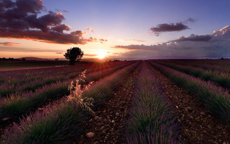 цветы, закат, поле, лаванда, flowers, sunset, field, lavender