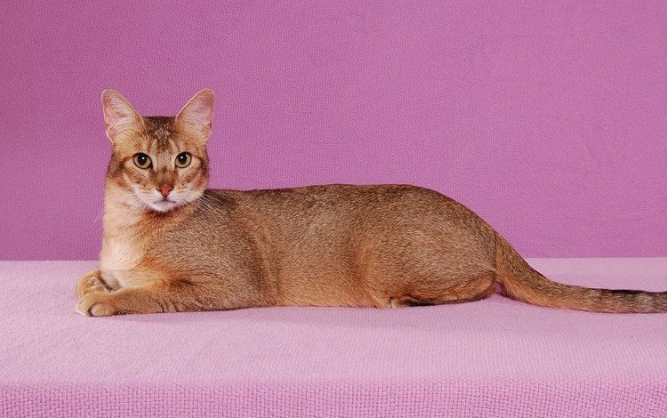 фон, поза, кот, кошка, взгляд, абиссинская, background, pose, cat, look, abyssinian
